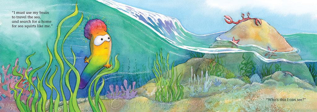 Sammy the sea squirt meets a small crab in the rock pool